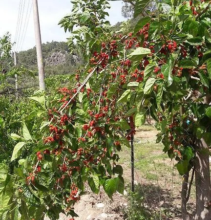 Bed & Breakfast Poseidon Olympos
